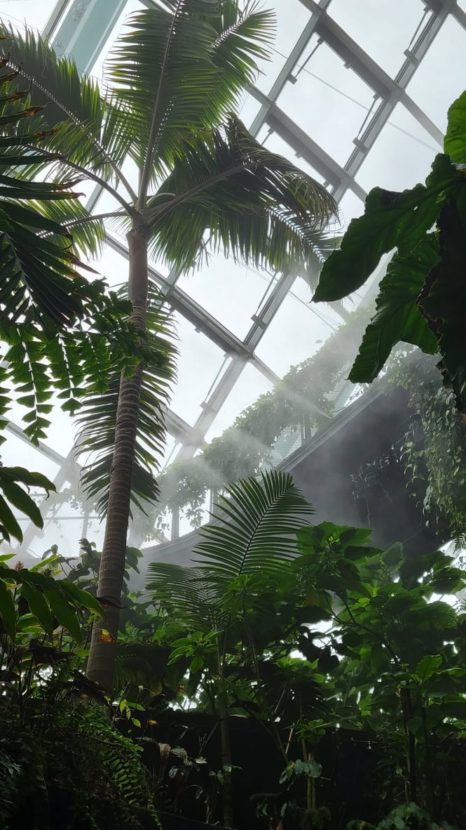 cloud forest singapore